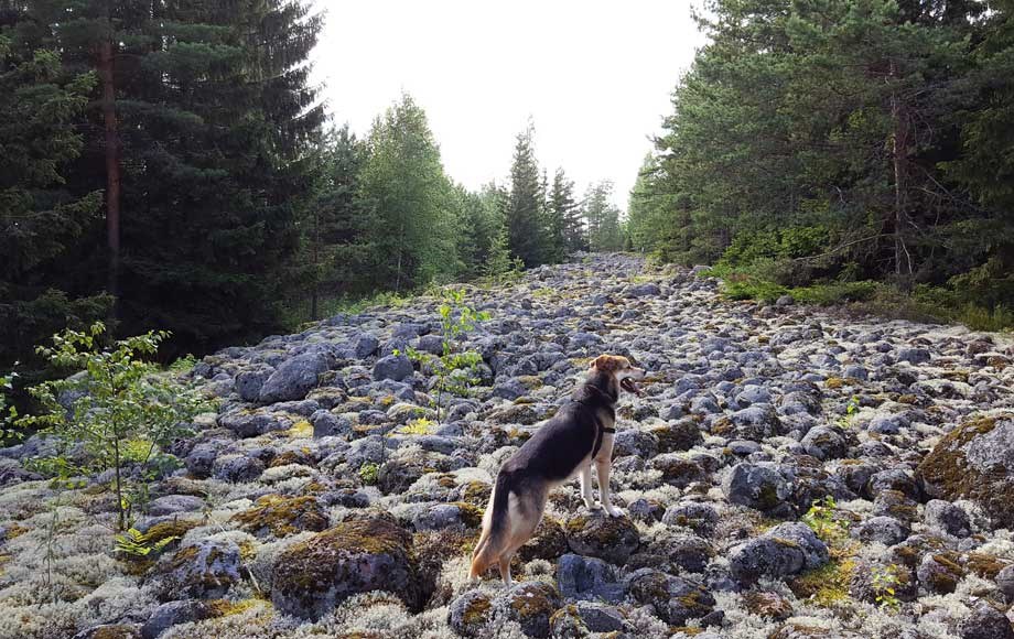 Hyvinkään suomies soramontusta luontonähtävyydeksi 3