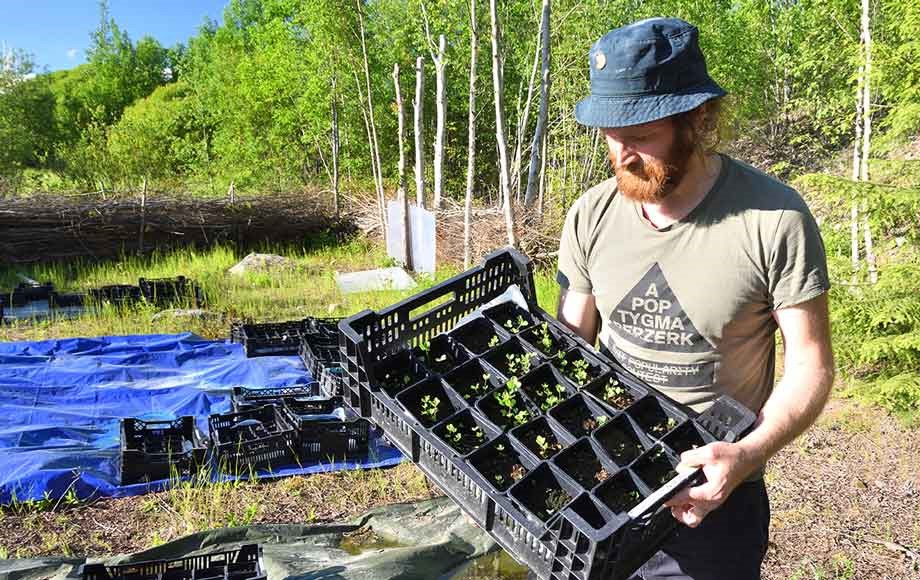 Villi vyöhyke   jere nieminen tarkastelee musta apilan taimia