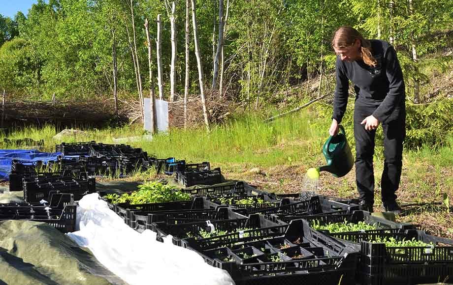 Villi vyöhyke   karl hermansson kastelee taimia