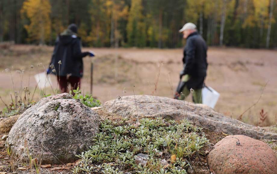 Ekosysteemihotelli vuorimunkit ja kissankäpälät siirto 2