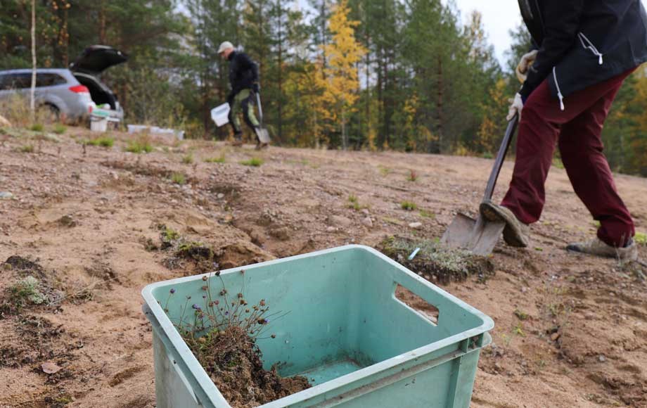 Ekosysteemihotelli vuorimunkit ja kissankäpälät siirto kasvien nostaminen 1