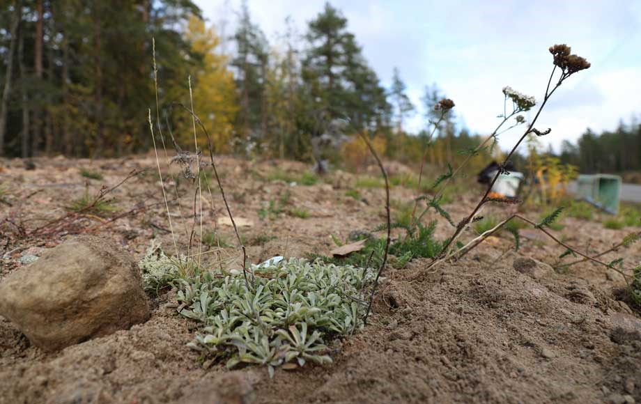 Ekosysteemihotelli vuorimunkit ja kissankäpälät siirto kissankäpäläkö