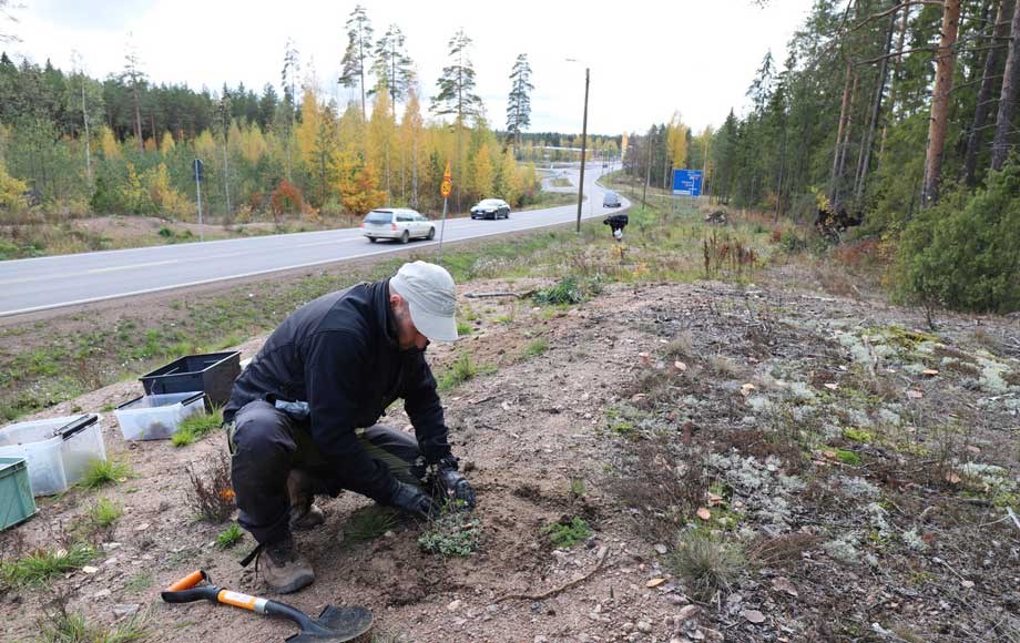 Ekosysteemihotelli vuorimunkit ja kissankäpälät siirto palautus 1