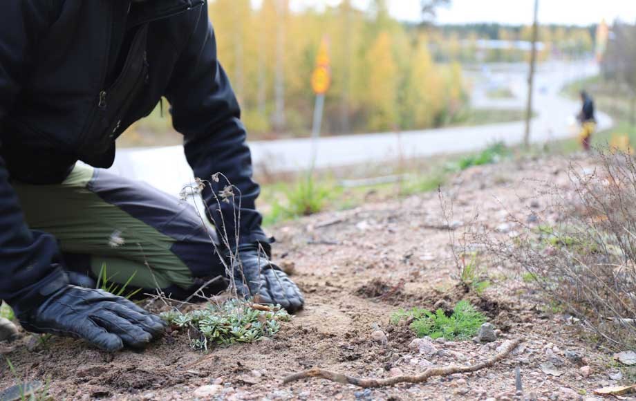 Ekosysteemihotelli vuorimunkit ja kissankäpälät siirto palautus 2