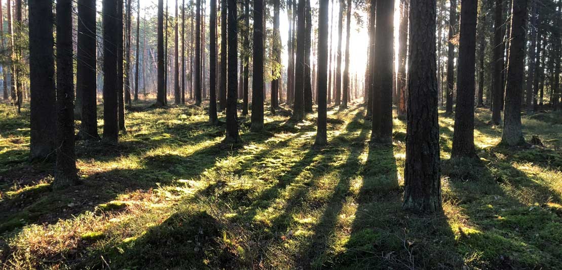 Kotipolku   tontti ostettu