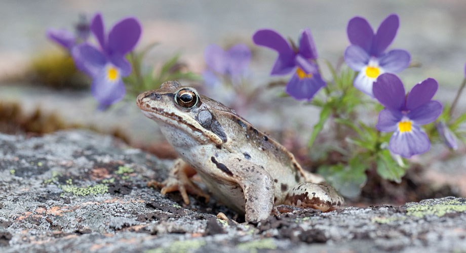 Rudus lumo ohjelma viitasammakko kråkö