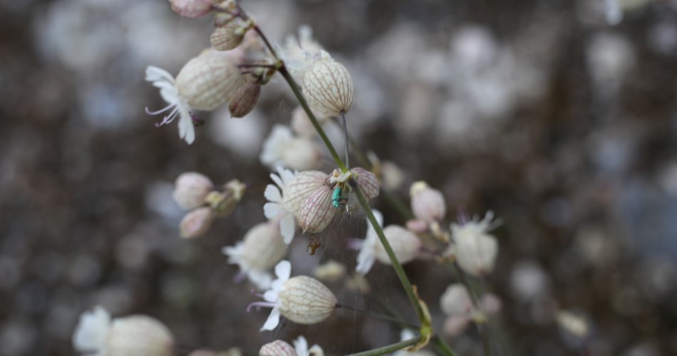 Img 7607 rudus paahderinne sorila essi kupari 950x500