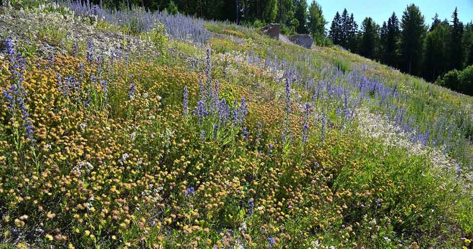 Rudus sorila 26 6  paahderinne villi vyöhyke 950x500