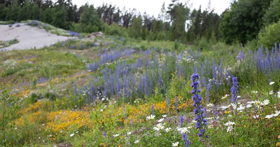 Img 7620 rudus paahderinne sorila 950x500 essi kupari