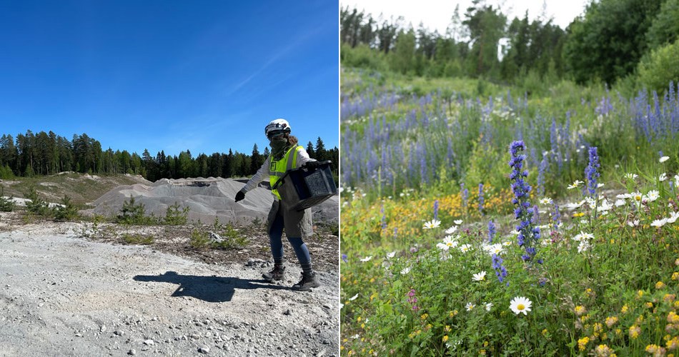 Rudus paahderinne sorila essi kupari villi vyöhyke